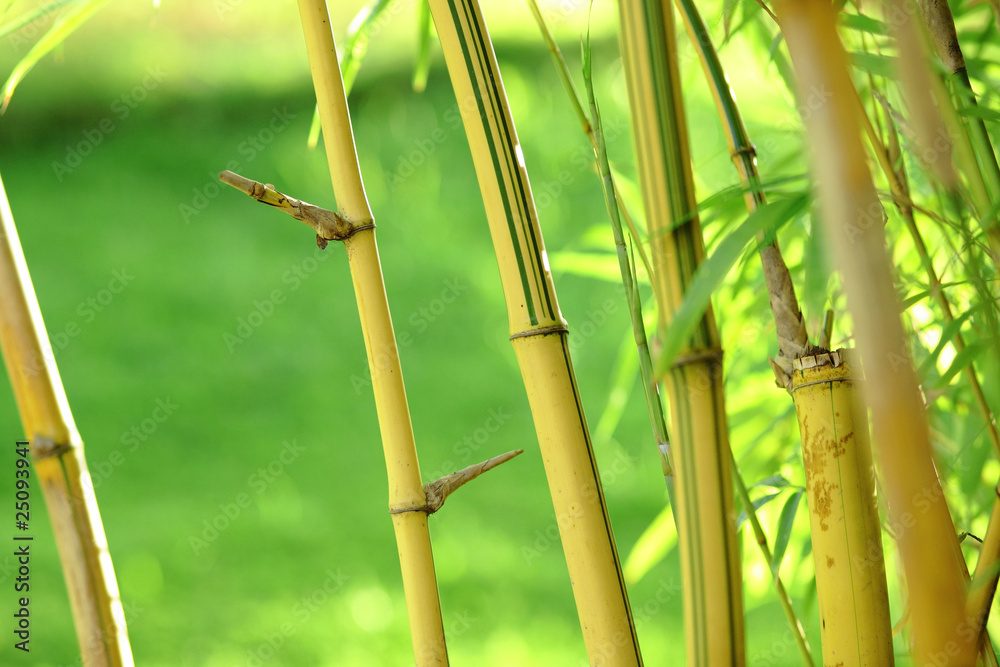 bamboo background bamboo background