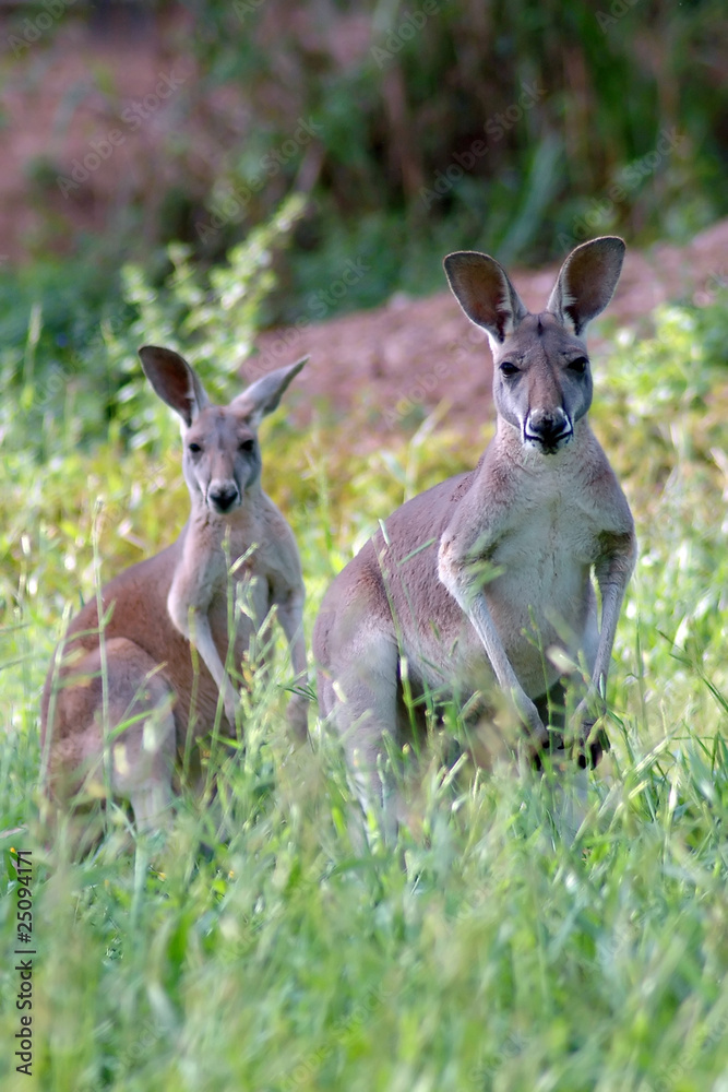 Fototapeta premium Red kangaroo