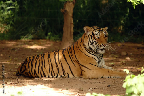Indochinese Tiger