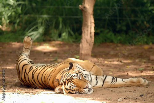Indochinese Tiger