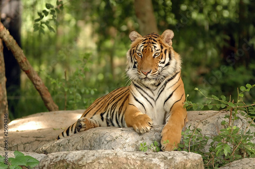 Valokuvatapetti Indochinese Tiger