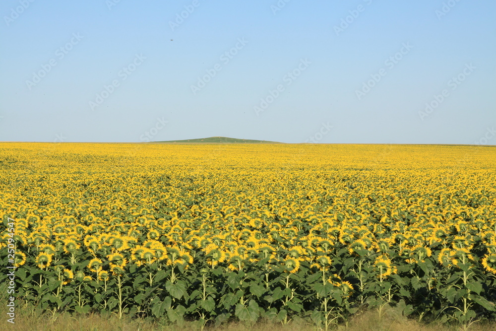 Sunflowers In South Dakota