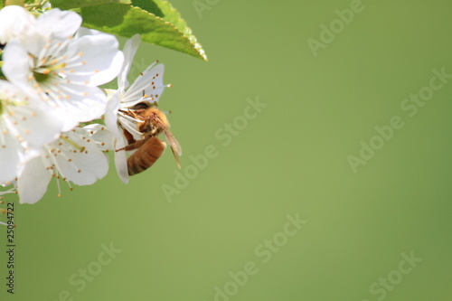Fototapeta Naklejka Na Ścianę i Meble -  Bee on a cherry blosom