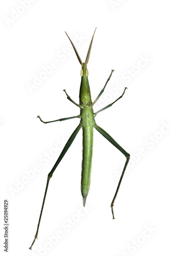 long-headed grasshopper (Acrida bicolor) isolated on white