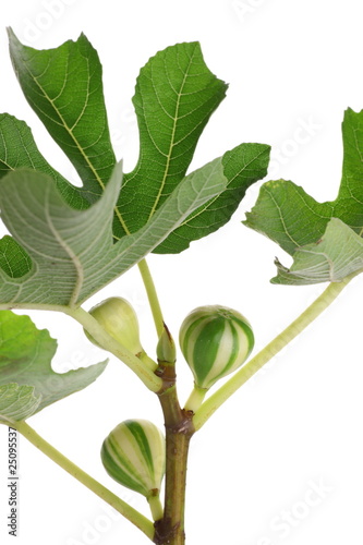 Konstfotografi Ficus carica 'Zebra Sweet'