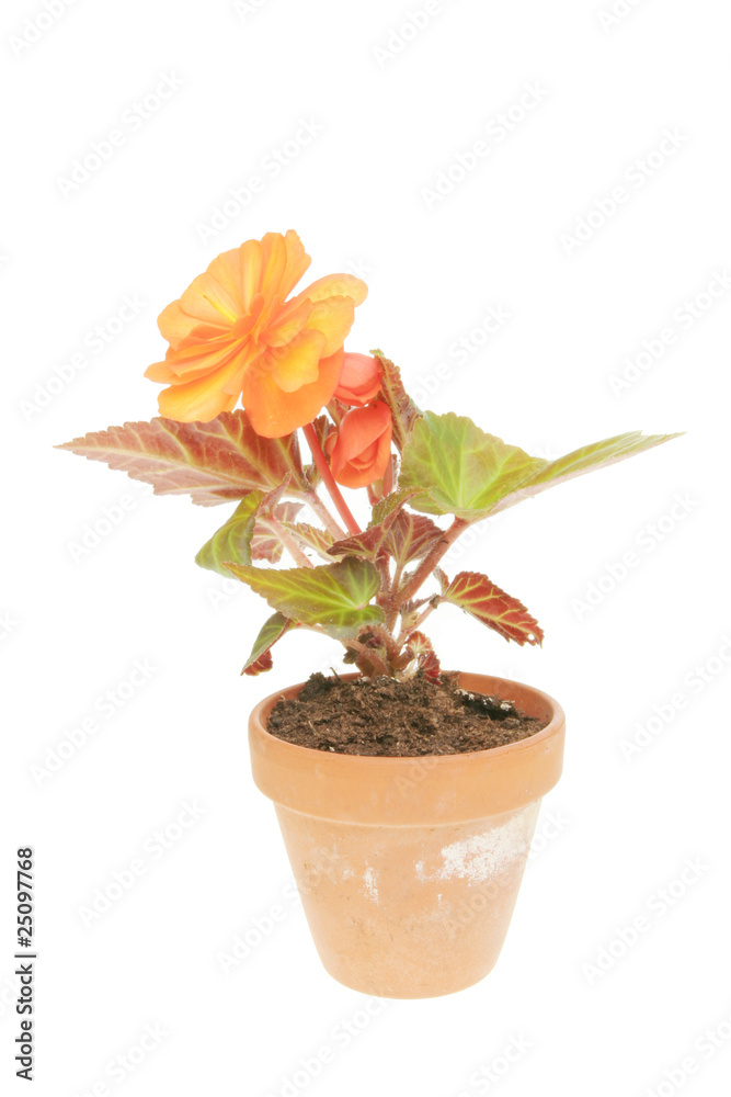 Fototapeta premium Begonia plant and flower