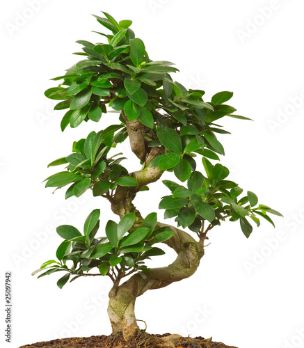 bonsai  isolated on white background