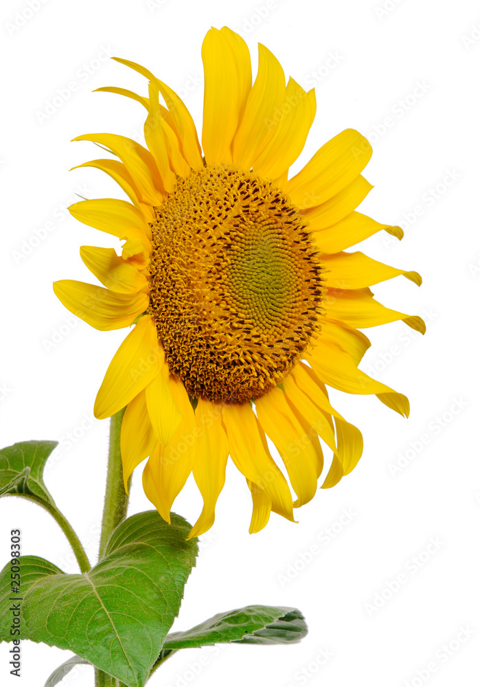 Obraz premium Sunflower on white background
