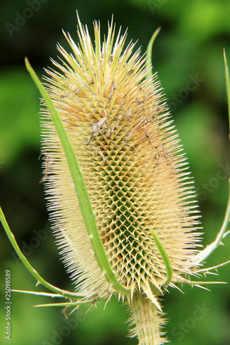 Creative Detail of the Thorn on the green Background