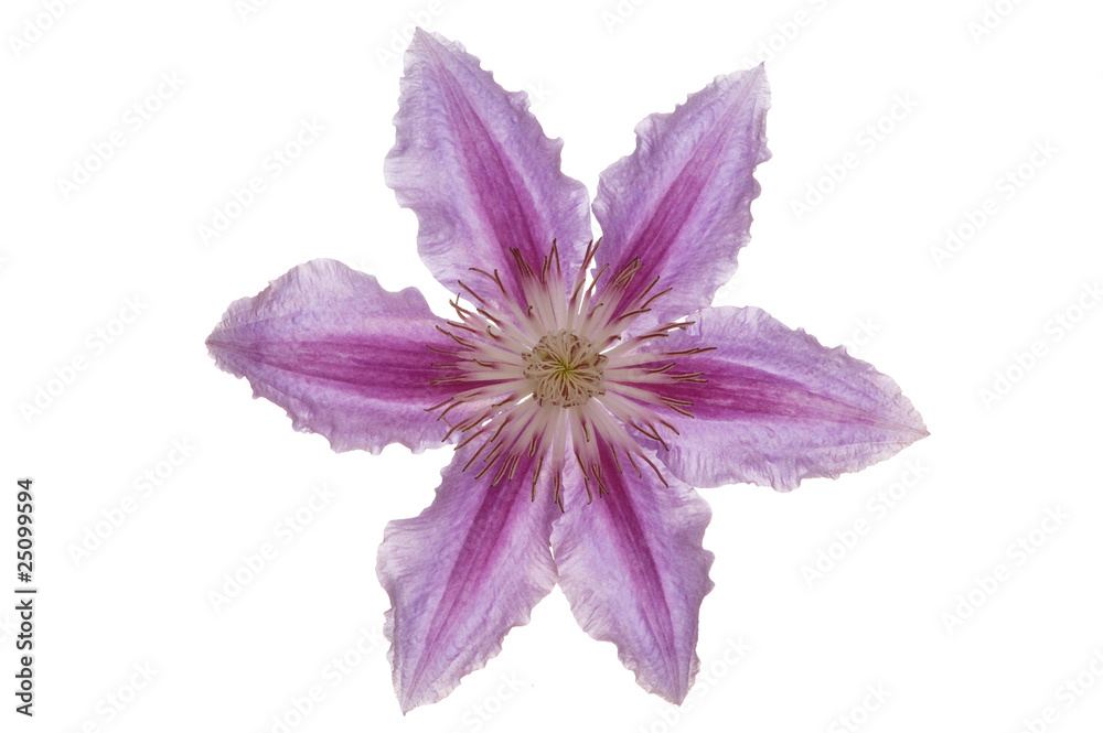 Blüte (Clematis)