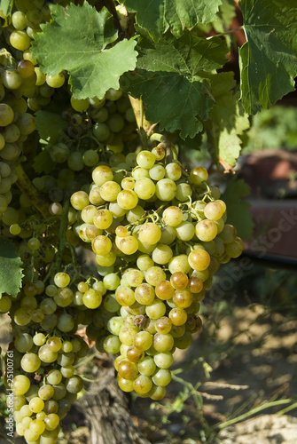 white grapes at a vine yard