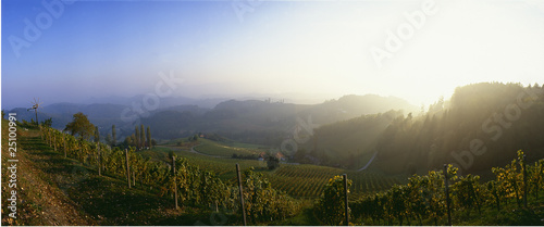 vineyard with a sunset and hills in the background