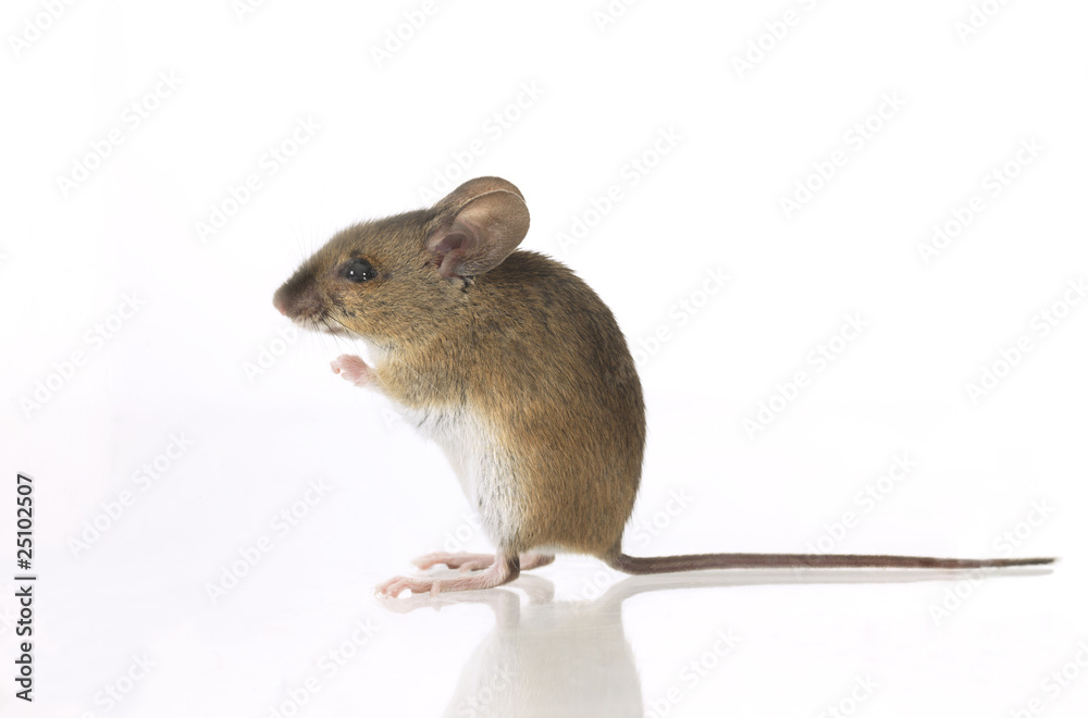 Maus Maus