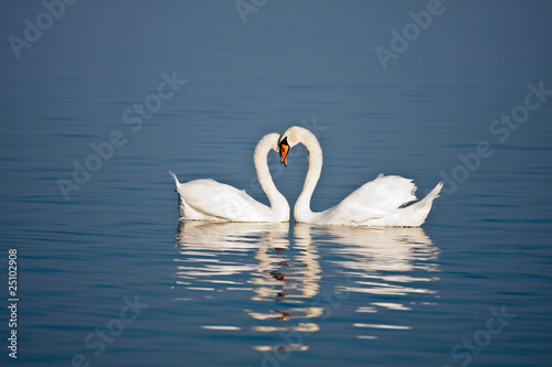 Beautiful swan pair