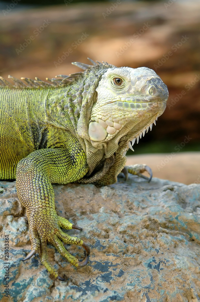 Fototapeta premium iguana