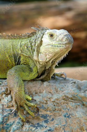 iguana