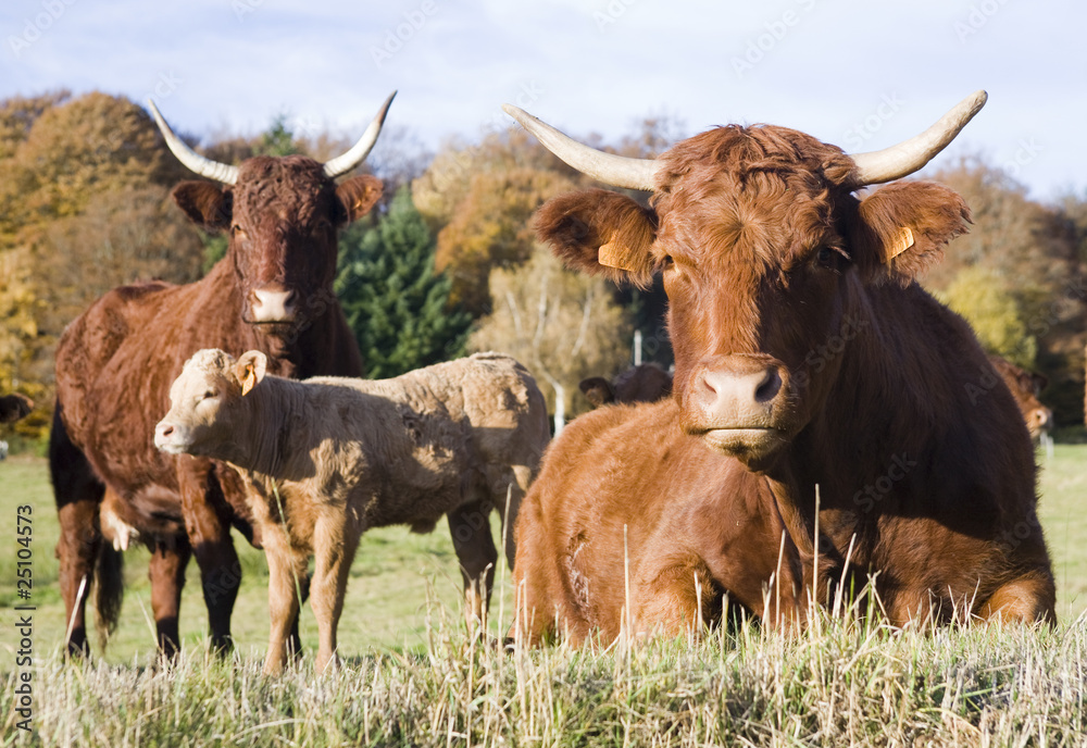 vaches sallers et veau aux belles cornes dans un pré vert