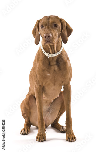 Beautiful female Hungarian Vizsla. Isolated on white background.