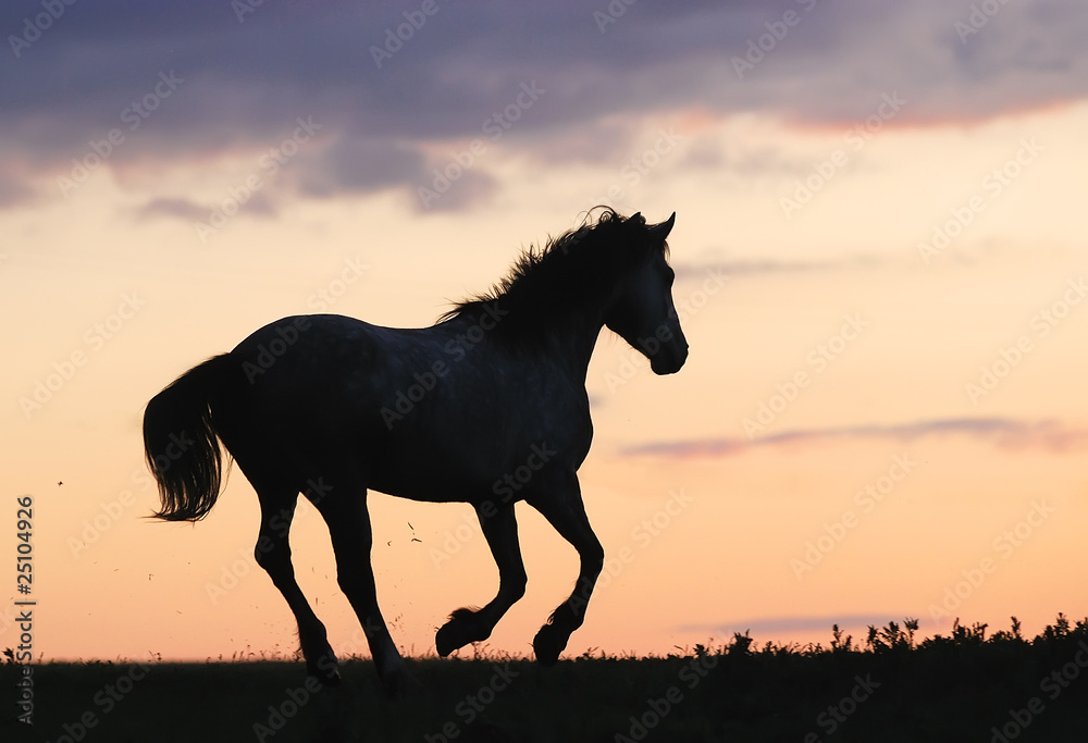 gray horse running on hill on sunset gray horse running on hill on sunset