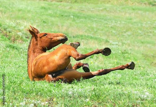 chestnut mare rolling in the grass on pasture photo