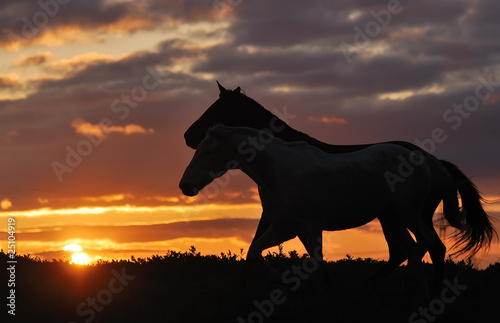 herd of horses on sunset