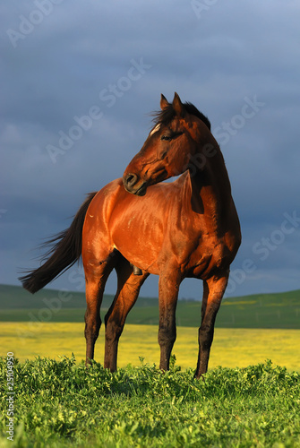 portrait of brown horse on sunset