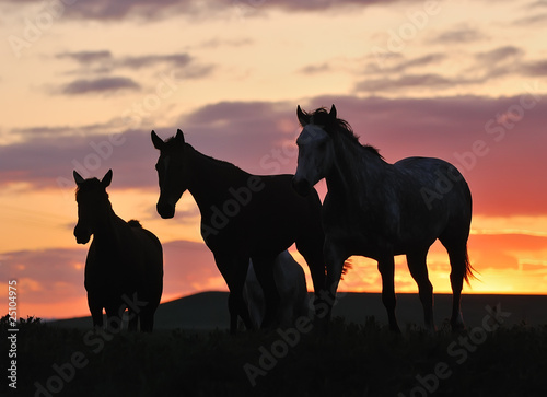 herd of horses on sunset