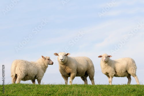 Drei Schafe auf dem Deich