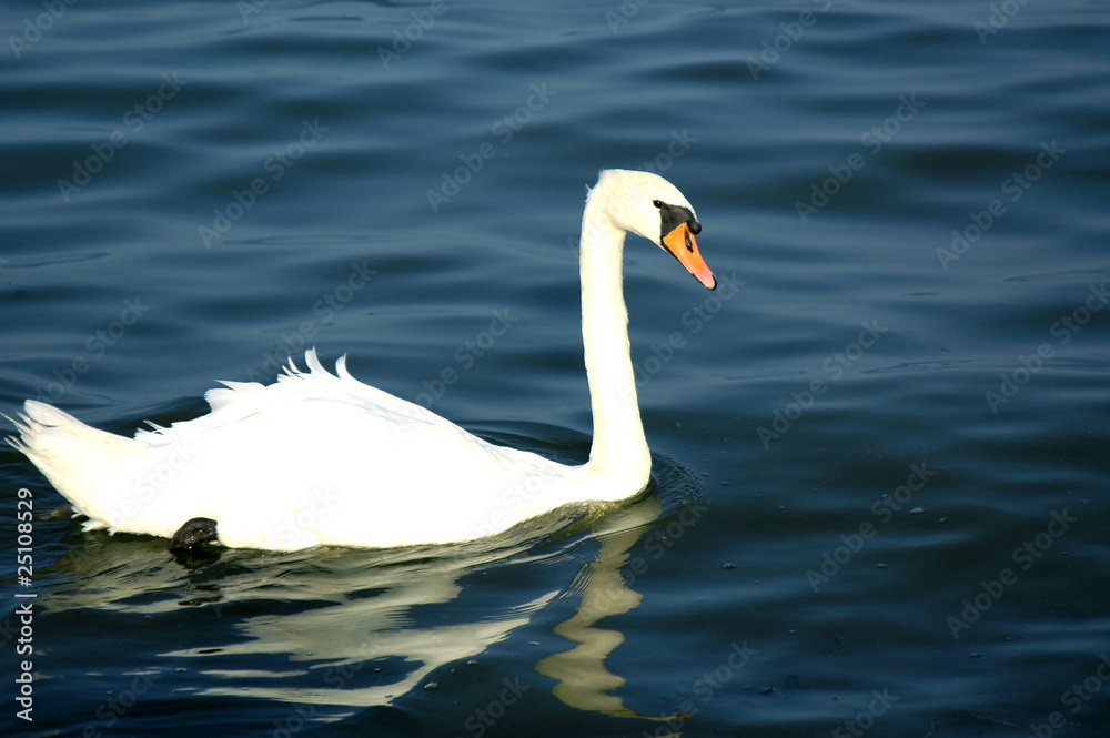 Mute Swan Floating in the Lake Mute Swan Floating in the Lake