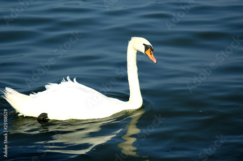 Mute Swan Floating in the Lake