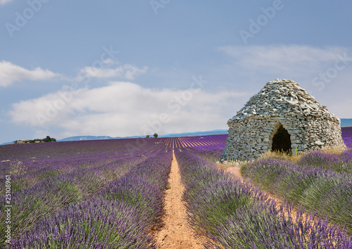 Champs de lavandes et borie