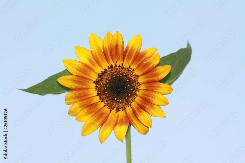 Obraz premium Sunflower