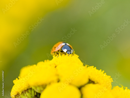 Small ladybug