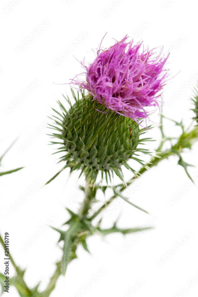 Wegdistel (Carduus acanthoides) - violette blüte vor weißem Hint Wegdistel (Carduus acanthoides) - violette blüte vor weißem Hint