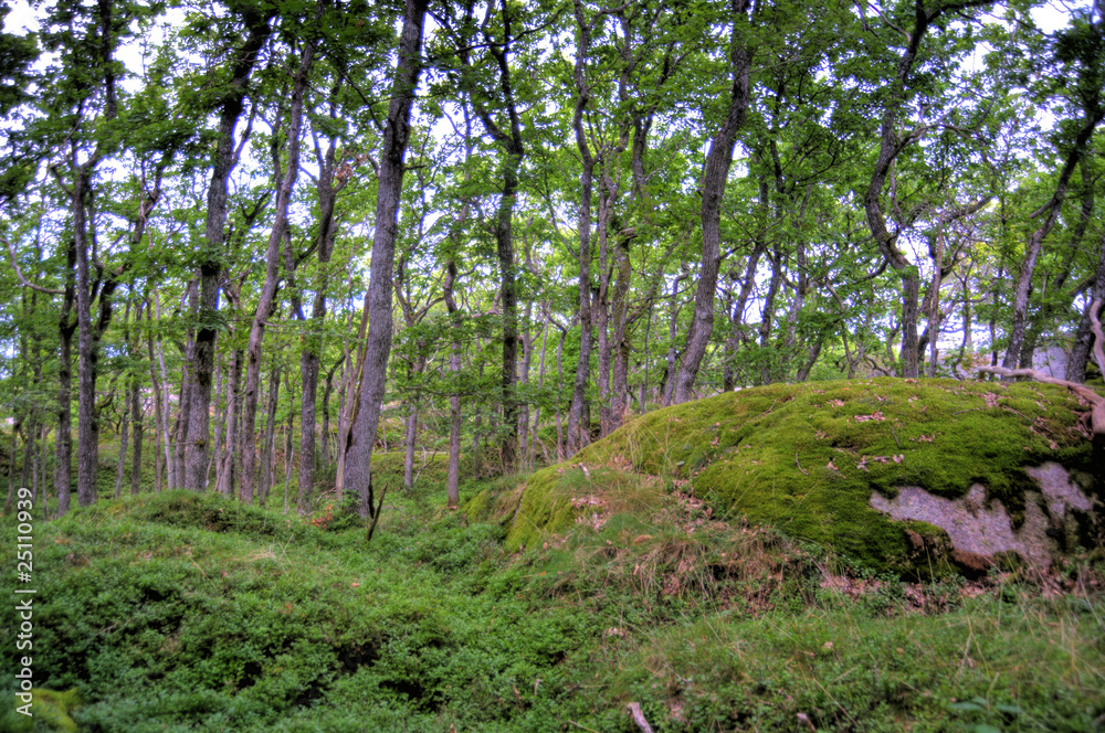 Fototapeta premium Wald