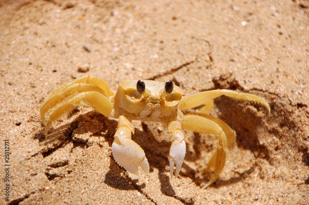 Le crabe jaune Le crabe jaune