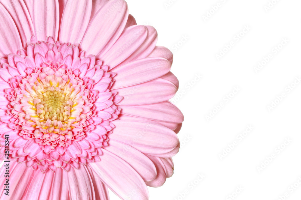 pink gerbera daisy fragment isolated on white background pink gerbera daisy fragment isolated on white background