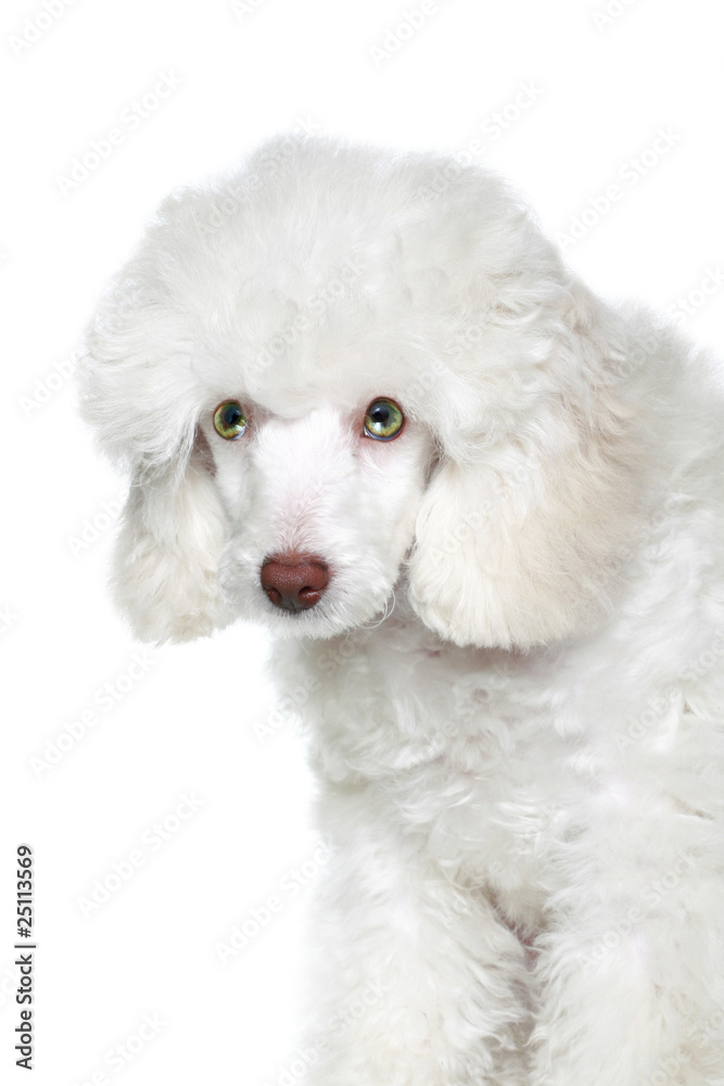Portrait of a white poodle puppy with green eyes