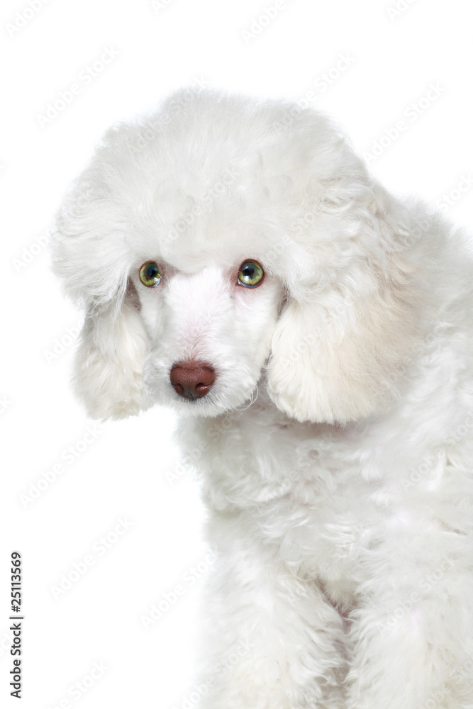 Portrait of a white poodle puppy with green eyes Portrait of a white poodle puppy with green eyes