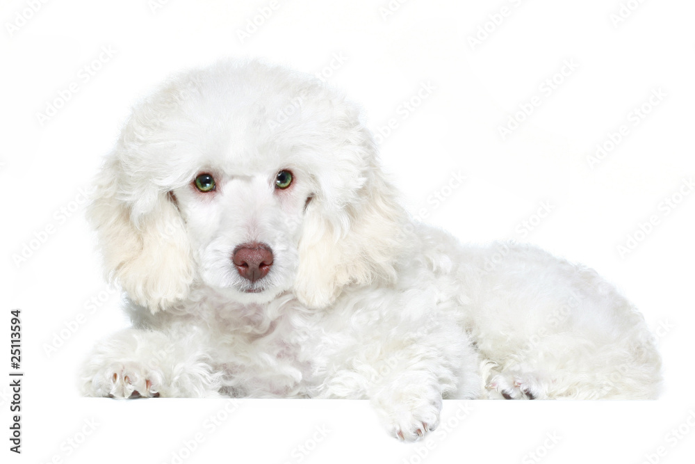 White poodle puppy with green eyes