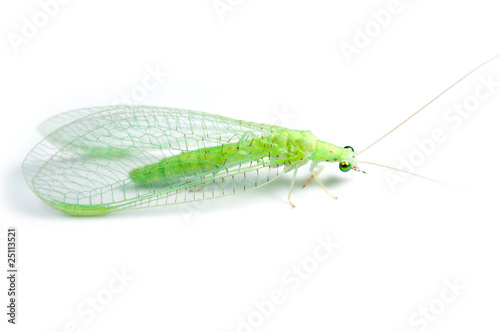 small green midge