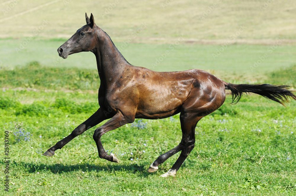 black akhal-teke yang stallion run gallop black akhal-teke yang stallion run gallop