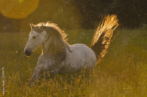white horse stallion in golden light