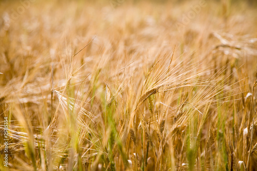 Fresh barley