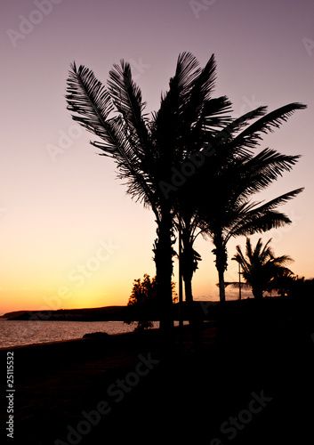 Palmtrees at the beach