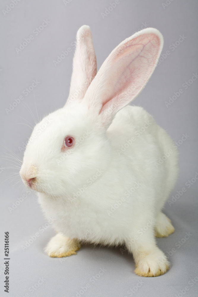 White rabbit on a gray background White rabbit on a gray background