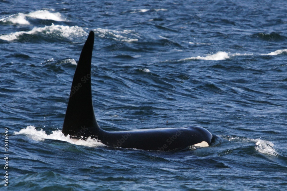 Fototapeta premium The Killer Whale