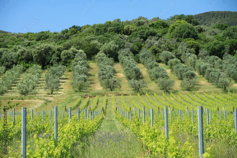 Naklejka premium vineyards and olive trees, Tuscany