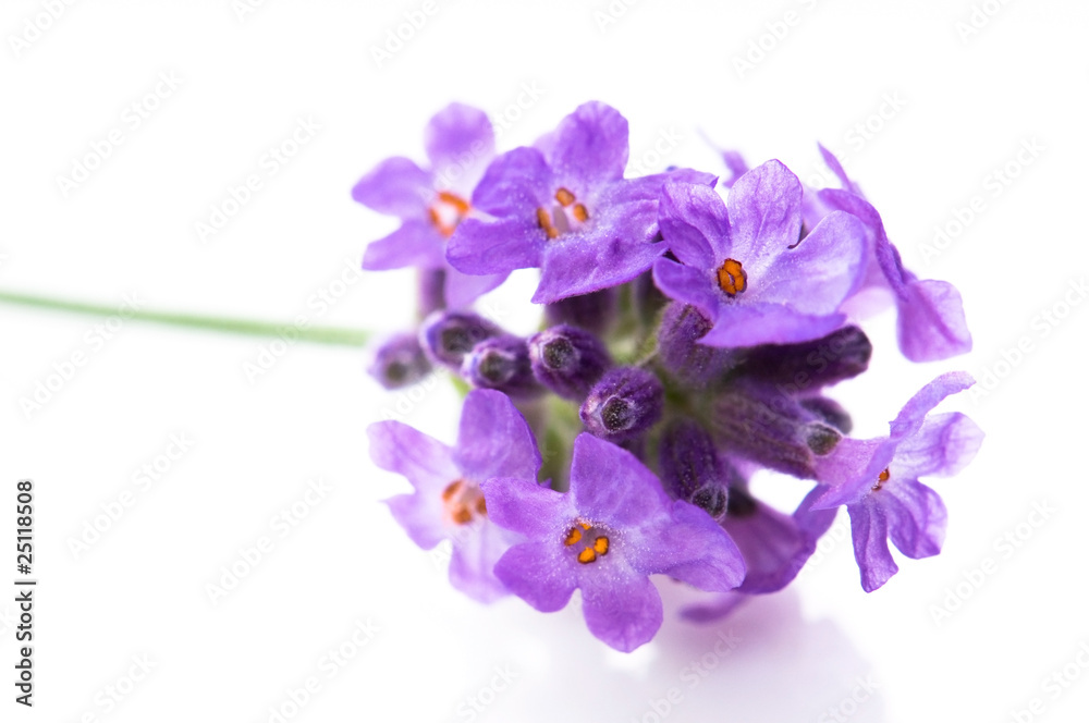 Naklejka premium lavender flower on the white background