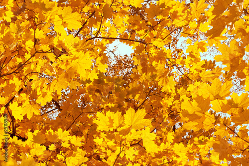 Autumn leaves background.